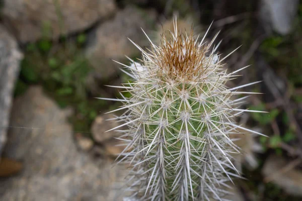 Kaktus Xique Xique Pilosocereus Gounellei Resistenter Kaktus Und Vorherrschend Nordosten — Stockfoto