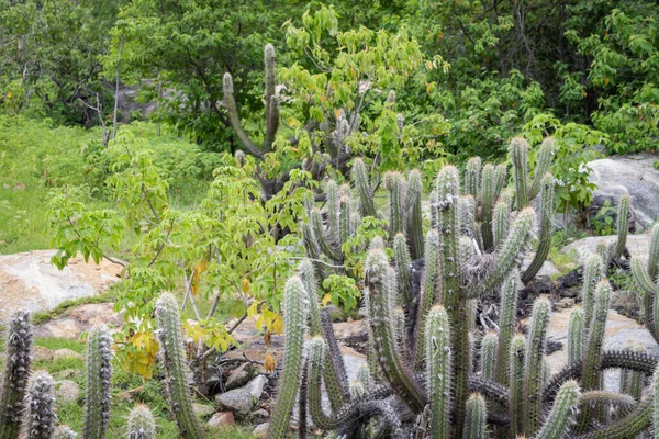 Kaktus Xique Xique Pilosocereus Gounellei Resistenter Kaktus Und Vorherrschend Nordosten — Stockfoto