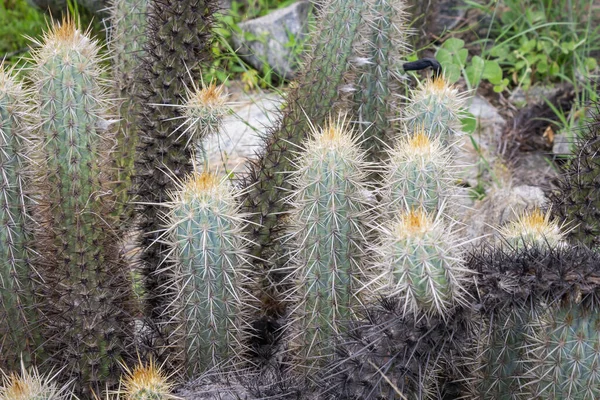 Kaktus Xique Xique Pilosocereus Gounellei Resistant Kaktus Hallitseva Koillis Brasiliassa — kuvapankkivalokuva