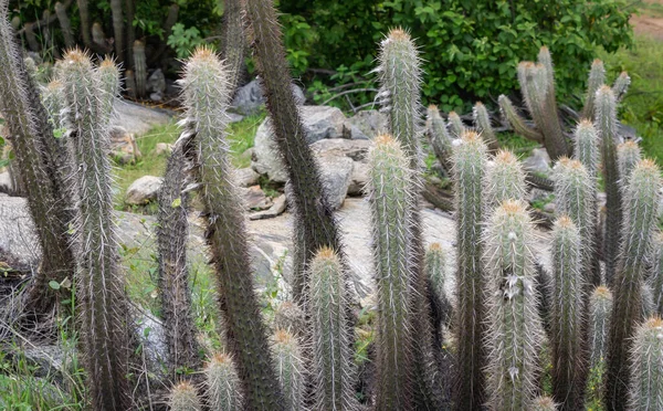 Kaktusz Xique Xique Pilosocereus Gounellei Ellenálló Kaktusz Domináns Északkelet Brazíliában — Stock Fotó
