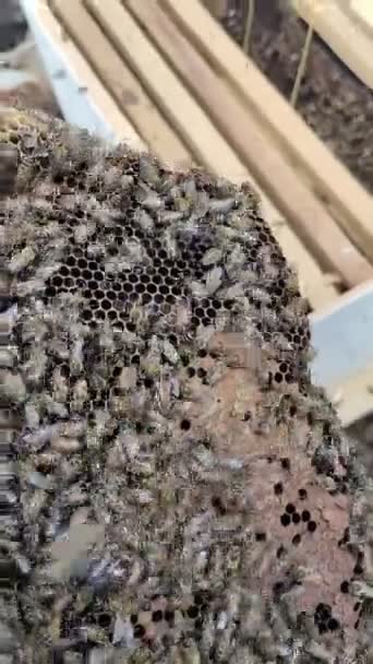 Osoby Pracujące Pszczołami Apis Mellifera Obsłudze Ratownictwie Pszczelarskim Produkcji Miodu — Wideo stockowe