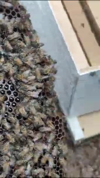 Apis Mellifera Méhekkel Dolgozó Emberek Kezelése Méhészeti Mentés Méztermelés Környezetvédelem — Stock videók