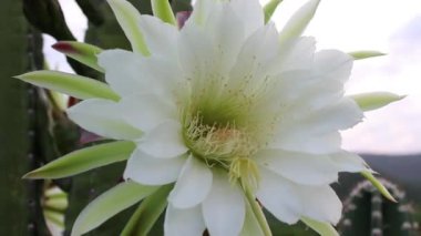 Kaktüs mandacaru, Cereus jamacaru, çiçekler ve doğal manzara