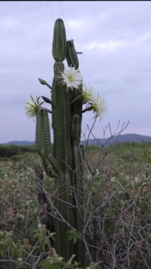 Kaktüs mandacaru, Cereus jamacaru, çiçekler ve doğal manzara