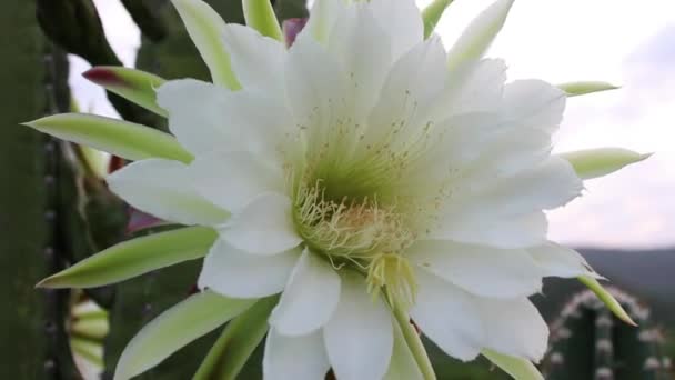 Cacti Mandacaru Cereus Jamacaru Med Blommor Och Naturliga Landskap Bakgrund — Stockvideo