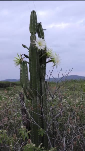 Kaktusové Mandacaru Cereus Jamacaru Květinami Přírodní Krajiny Pozadí — Stock video