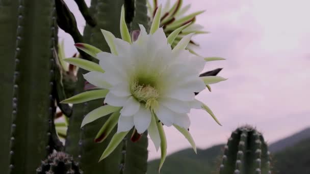 仙人掌 Cacti Mandacaru 大脑皮层 Cereus Jamacaru 花朵和自然景观背景 — 图库视频影像