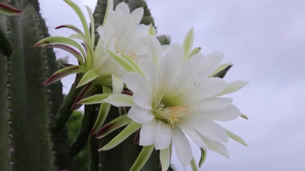 Kakteen Mandacaru Cereus Jamacaru Mit Blumen Und Natürlichem Hintergrund — Stockvideo