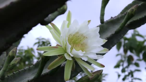 Cacti Mandacaru Cereus Jamacaru Met Bloemen Natuurlijke Landschap Achtergrond — Stockvideo