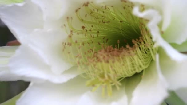 花と自然の風景を背景にしたカッティ マンダカル セレウス ジャマカル — ストック動画