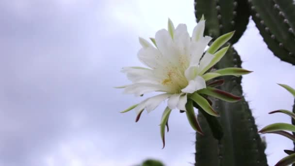 Cacti Mandacaru Cereus Jamacaru Med Blommor Och Naturliga Landskap Bakgrund — Stockvideo