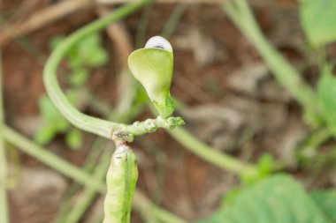 Fasulye tomurcuklarının yavaş yavaş açılması sürecin güzelliğini gözler önüne seriyor.