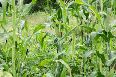 Canlı mısır tarlası manzarası, yemyeşil bitkiler düzenli sıralarda duruyor.