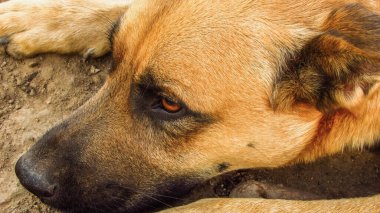 Tetikte gözleri yerde uzanmış, tüylerini ve ifadelerini gözler önüne seren kahverengi bir köpeğin yakın çekimi..