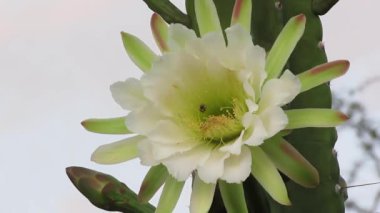 Açık Kaktüs Çiçeğinin (Cereus jamacaru) Önde Uçan Arılarla Yakın Çekimi