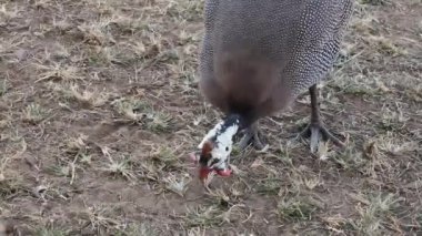 Farm Gine Fowl (Numida meleagris) Toprak Toprakta Yemek