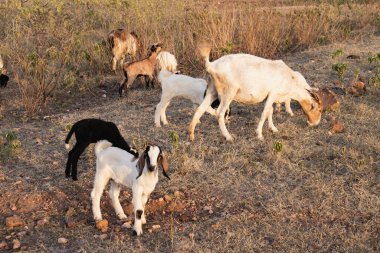 Sahne çeşitli renklerde keçiler, doğal ışıklandırma altında alçak çalıların bir zemin karşı yerleşim.
