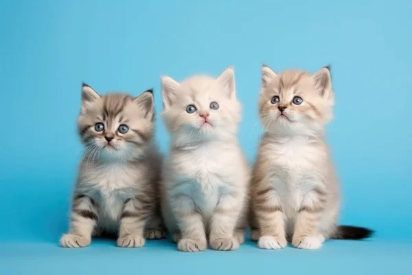 Triple Cute White Kitten Izolowany Niebieskim Tle Kopiuj Przestrzeń — Zdjęcie stockowe