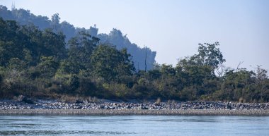 Arka planda Himalayalar 'ın görkemli Shivalik sırasına sahip yeşillikler, ağaçlar ve bitkilerle çevrili Ganj Nehri' nin sakin bir manzarası..
