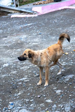 A mountain dog is seen standing on three legs, capturing the unique character of animals in the Rishikesh region. clipart