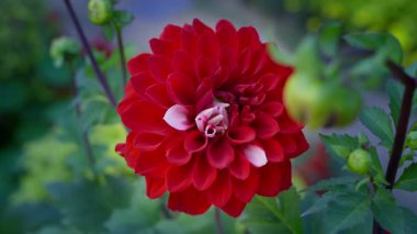 Tek bir kırmızı yıldız çiçeği, rüzgarla hafifçe hareket ederek tarlada dimdik duruyor. Zengin rengi yeşil çevreyle çok güzel zıtlaşıyor..