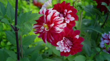 Kırmızı ve beyaz renkli çizgili çiçekler tarlada sersemletici bir görüntü oluşturur, hafif esintiyle canlandırılır. Kalıpları görsel ilgi uyandırıyor.