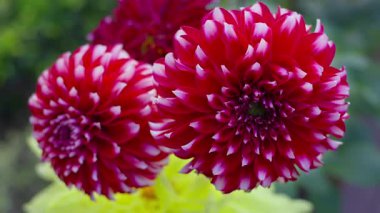 Büyük yıldız çiçekleri, esintiyle sallanan kırmızı ve beyaz taç yapraklarının bir karışımını sergiler. Varlıkları sahneye canlılık katıyor..