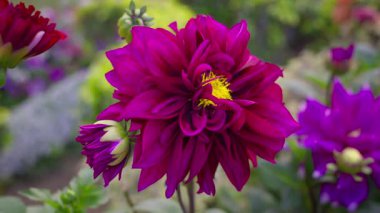 Arkaplanda tomurcuklanan bir çiçek sallanan büyük pembe bir yıldız çiçeği. Yumuşak tonu sahneye biraz zarafet katıyor..