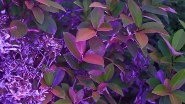 Renkli ışıkların altında çeşitli renklerdeki yapraklar parlak bir şekilde parlar. Aydınlanmaları büyüleyici bir görsel deneyim yaratır..