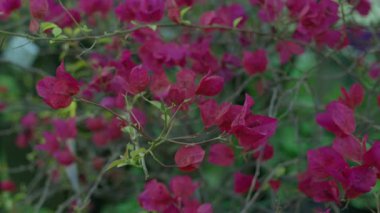 Kırmızı Bougainvillea çiçekleri gelişir, rüzgarla zarafetle sallanır. Canlı renkleri yeşilliğe karşı duruyor..