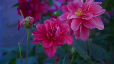 Kırmızı ve pembe renkte iki yıldız çiçeği rüzgarda birlikte sallanıyor. Canlı renkleri güzel bir ahenk yaratır..