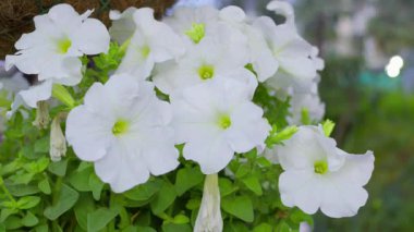 Narin beyaz çiçekler parkta usulca sallanır, rüzgara cevap verir ve sıcak ışıkta güneşlenir. Zarafetleri huzur ortamını güçlendirir..