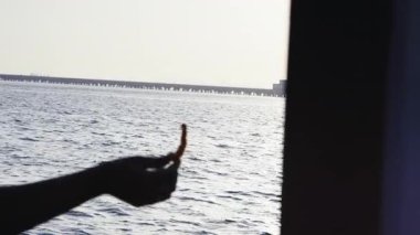 Teknelerdeki turistler denizdeki martıları besliyor. Martılar ustalıkla insanların ellerinden küçük atıştırmalıklar yakalıyorlar..
