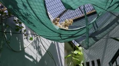 Yırtık yeşil bir ağ bezi evdeki bitkileri kaplıyor ve üzerinde çiçek açan bitkiler yetişiyor. Bu sahne doğanın esnekliğini gösteriyor..