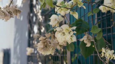 Yaşlı ve solgun begonviller rüzgarla sallanıyor, zamanın akışını gösteriyor. Demir ağ çitleri zıt bir zemin sağlıyor.