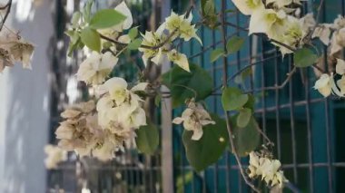 Beyaz bougainvillea çiçekleri rüzgarla hafifçe sallanırken sakin bir sahne yaratırlar. Demir ağ çitlerine yerleştirilmeleri estetik çekiciliğe katkı sağlıyor..