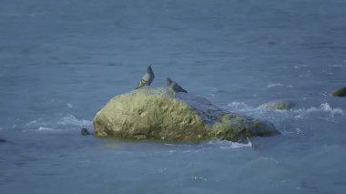 Huzurlu bir an, nehirdeki bir kayanın üzerinde tünemiş iki gri siyah güvercini yakalar ve etraflarında su akar..