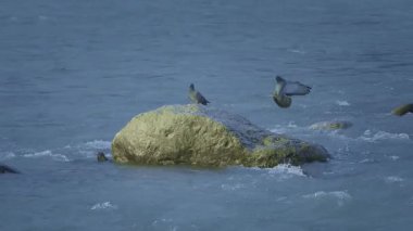 İki gri kara güvercin nehirdeki bir kayaya doğru uçarken, aşağıdan akan suyla göz alıcı bir manzara beliriyor..