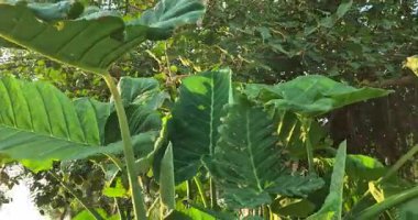 Büyük taze yeşil yapraklar rüzgarda sallanıyor, dingin bahçe çevresine canlı bir dokunuş ekliyor..