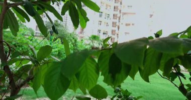 Rüzgarda savrulan yeşil yapraklar, yüksek binalar ve diğer ağaçlarla çerçevelenmiş, ahenkli bir şehir manzarası yaratıyor..