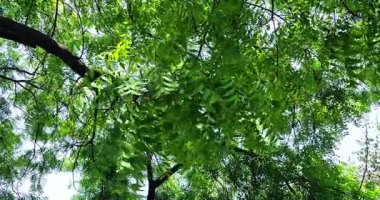 Azadirachta indica 'nın çeşitli dalları ve gövdeleri rüzgarda savruluyor, ağacın yemyeşil yapraklarını parlaklaştırıyor..