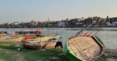 Mathura, Hindistan - 18 Mayıs 2025: Çöpün bulunduğu Mathura 'daki Yamuna Nehri' nin kıyısında sığırlar görülebiliyor, bu da bölgedeki çevresel kaygıları gösteriyor.