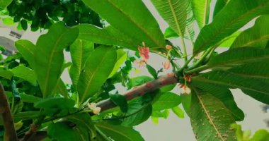 Kırmızı ve beyaz çiçekler yeşil bir ağacı süslüyor, rüzgarla yavaşça sallanıyor, canlı ve canlı bir sahne yaratıyor..