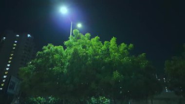 Rüzgarda sallanan bir Neem ağacı, arka planda binalar, sakin bir şehir manzarası yaratır..