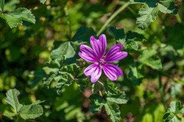 Herb Malva Sylvestris, Mallow. Yeşil arka planda mor bitki