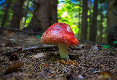 Zehirli mantar Red Fly Agaric - Amanita muscaria, dağ ormanlarında, doğal ışık. Zehirli mantar