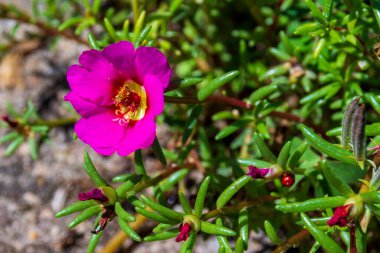 Herb Portulaca oleracea - Common Purslane, Little Hogweed veya Pursley. Yeşil yapraklı pembe çiçek