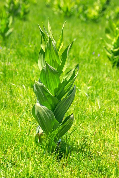 緑の牧草地のハーブHellebore Veratum Lobelianum 開花しない垂直 — ストック写真