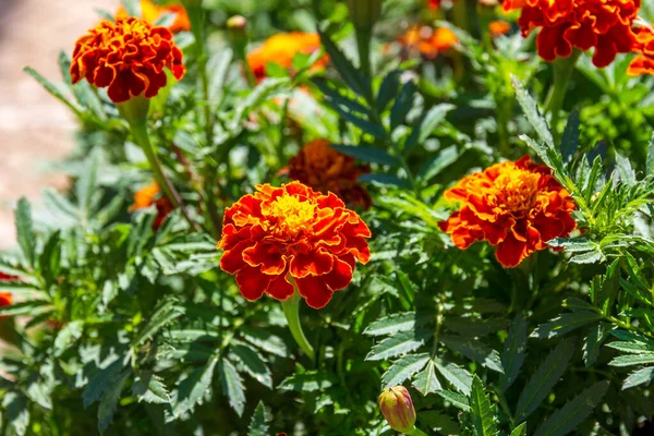 Ringelblume Tagetes Orange Gelbe Blume Mit Grünen Blättern — Stockfoto