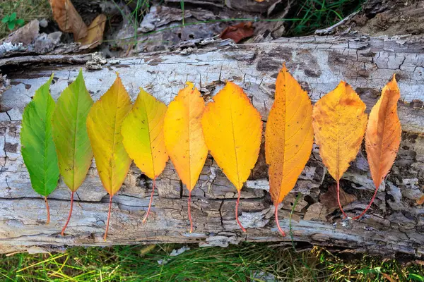 Rainbow Colors Autumn Leaves Arranged Line Old Tree Log — Stock Photo, Image